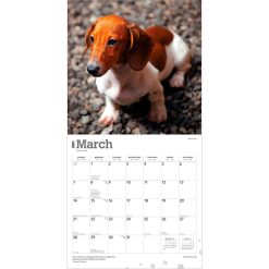 Dachshunds 2027 Square FOIL Wall Calendar - Image 3