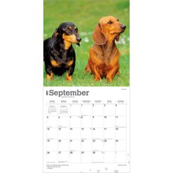 Dachshunds 2027 Square FOIL Wall Calendar - Image 4