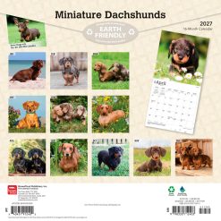Alternative view of Dachshunds, Miniature 2027 Square Wall Calendar