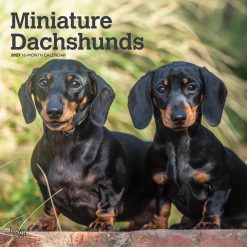 Dachshunds, Miniature 2027 Square Wall Calendar