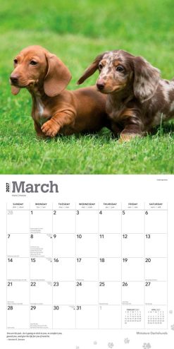 Dachshunds, Miniature 2027 Square Wall Calendar - Image 3