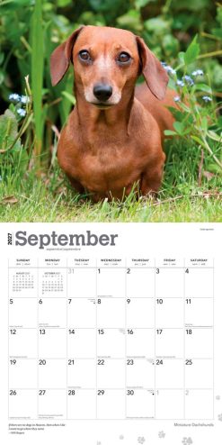 Dachshunds, Miniature 2027 Square Wall Calendar - Image 4