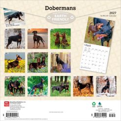 Alternative view of Dobermans 2027 Square Wall Calendar