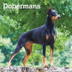 Dobermans 2027 Square Wall Calendar