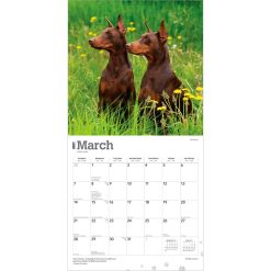 Dobermans 2027 Square Wall Calendar - Image 3