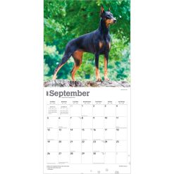 Dobermans 2027 Square Wall Calendar - Image 4