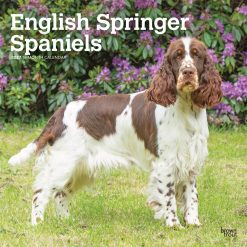 English Springer Spaniels 2027 Square Wall Calendar