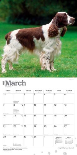 English Springer Spaniels 2027 Square Wall Calendar - Image 3
