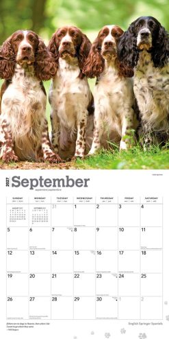 English Springer Spaniels 2027 Square Wall Calendar - Image 4