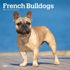 French Bulldogs 2027 Square Wall Calendar