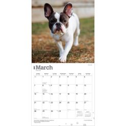 French Bulldogs 2027 Square Wall Calendar - Image 3