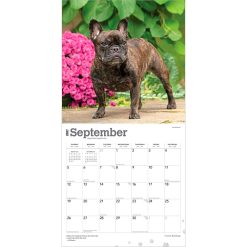 French Bulldogs 2027 Square Wall Calendar - Image 4