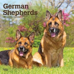 German Shepherds 2027 Square Wall Calendar
