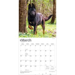 German Shepherds 2027 Square Wall Calendar - Image 3