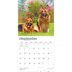 German Shepherds 2027 Square Wall Calendar - Image 4