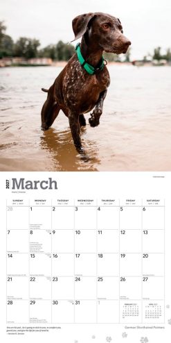 German Shorthaired Pointers 2027 Square Wall Calendar - Image 3