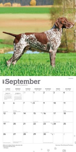 German Shorthaired Pointers 2027 Square Wall Calendar - Image 4