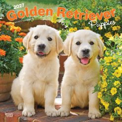 Golden Retriever Puppies 2027 Square Wall Calendar