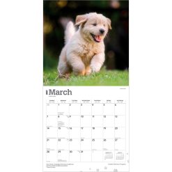 Golden Retriever Puppies 2027 Square Wall Calendar - Image 3