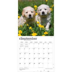 Golden Retriever Puppies 2027 Square Wall Calendar - Image 4