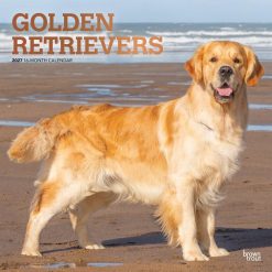 Golden Retrievers 2027 Square FOIL Wall Calendar