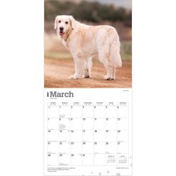 Golden Retrievers 2027 Square FOIL Wall Calendar - Image 3