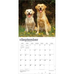 Golden Retrievers 2027 Square FOIL Wall Calendar - Image 4