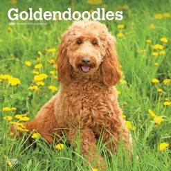 Goldendoodles 2027 Square Wall Calendar