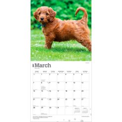 Goldendoodles 2027 Square Wall Calendar - Image 3