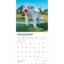 Goldendoodles 2027 Square Wall Calendar - Image 4