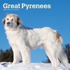 Great Pyrenees 2027 Square Wall Calendar