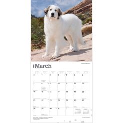 Great Pyrenees 2027 Square Wall Calendar - Image 3