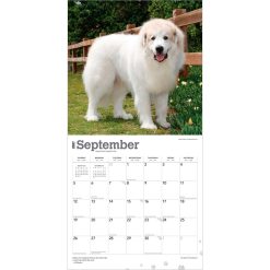 Great Pyrenees 2027 Square Wall Calendar - Image 4