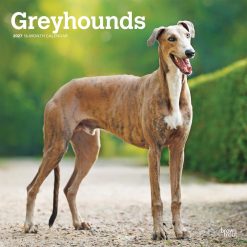 Greyhounds 2027 Square Wall Calendar
