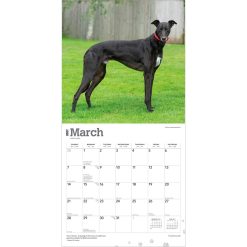 Greyhounds 2027 Square Wall Calendar - Image 3