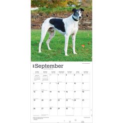 Greyhounds 2027 Square Wall Calendar - Image 4
