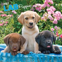 Labrador Retriever Puppies 2027 Square Wall Calendar