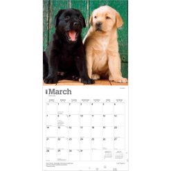 Labrador Retriever Puppies 2027 Square Wall Calendar - Image 3