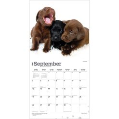 Labrador Retriever Puppies 2027 Square Wall Calendar - Image 4