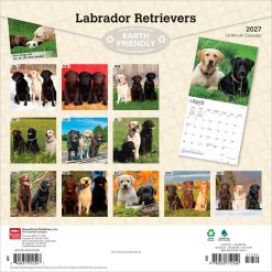 Alternative view of Labrador Retrievers 2027 Square Wall Calendar