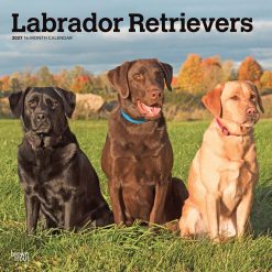 Labrador Retrievers 2027 Square Wall Calendar