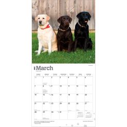 Labrador Retrievers 2027 Square Wall Calendar - Image 3