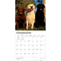Labrador Retrievers 2027 Square Wall Calendar - Image 4
