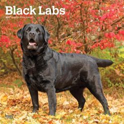 Labrador Retrievers, Black 2027 Square Wall Calendar