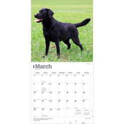 Labrador Retrievers, Black 2027 Square Wall Calendar - Image 3