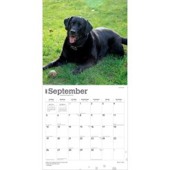 Labrador Retrievers, Black 2027 Square Wall Calendar - Image 4