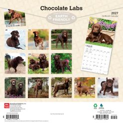 Alternative view of Labrador Retrievers, Chocolate 2027 Square Wall Calendar