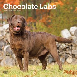 Labrador Retrievers, Chocolate 2027 Square Wall Calendar