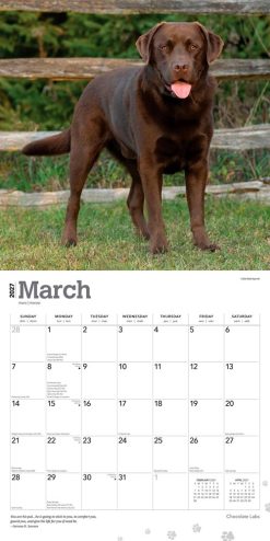 Labrador Retrievers, Chocolate 2027 Square Wall Calendar - Image 3