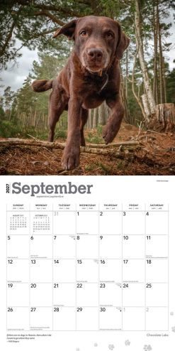 Labrador Retrievers, Chocolate 2027 Square Wall Calendar - Image 4
